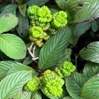 Hedyotis quinquinervia Thwaites